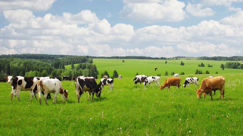 cows in a field